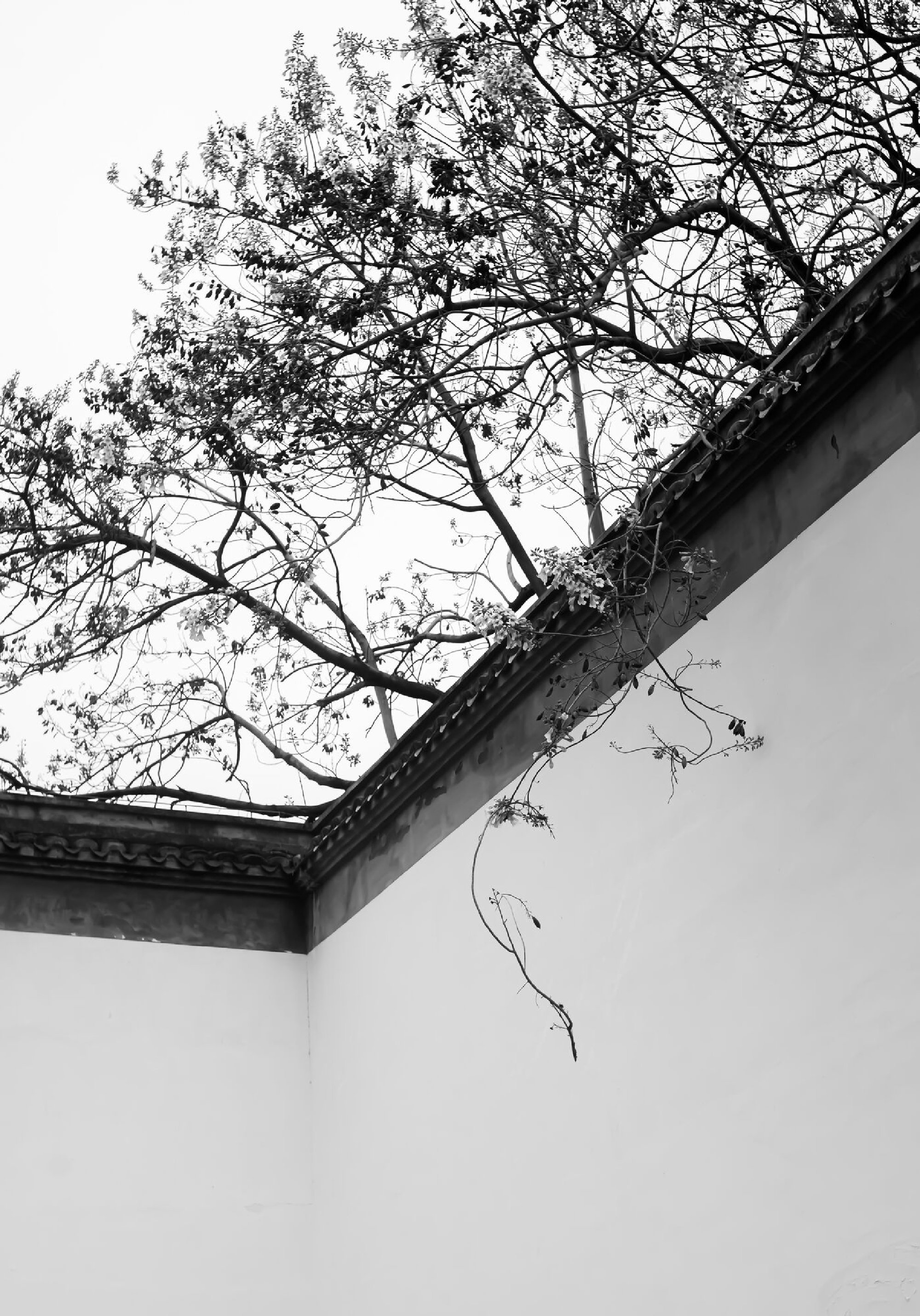 出墙来